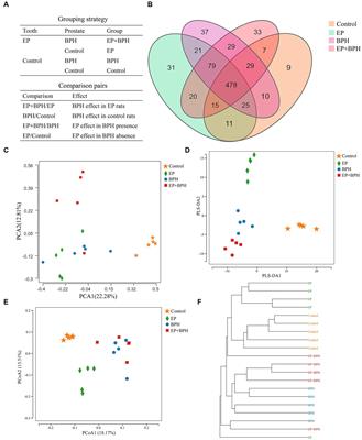 Periodontitis relates to benign prostatic hyperplasia via the gut microbiota and fecal metabolome